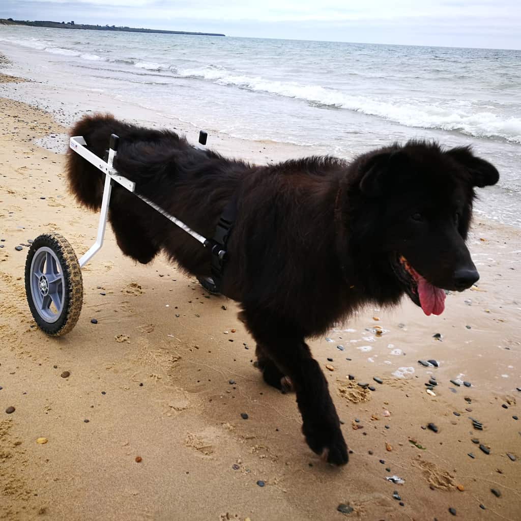 medium size dog wheelchair for back legs