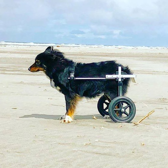 border collie medium dog white wheelchair