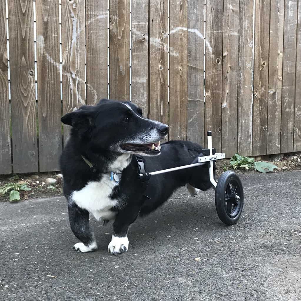 cardigan corgi medium dog white wheelchair