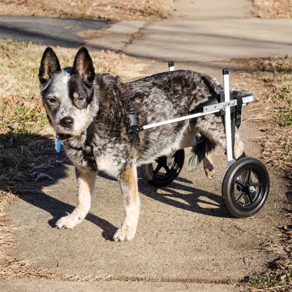 medium dog white wheelchair