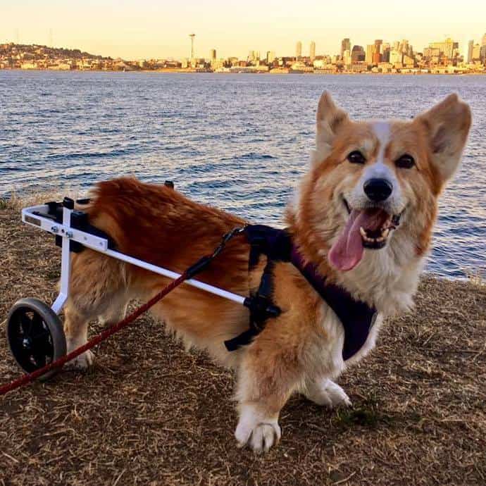 pembroke corgi dog white wheelchair
