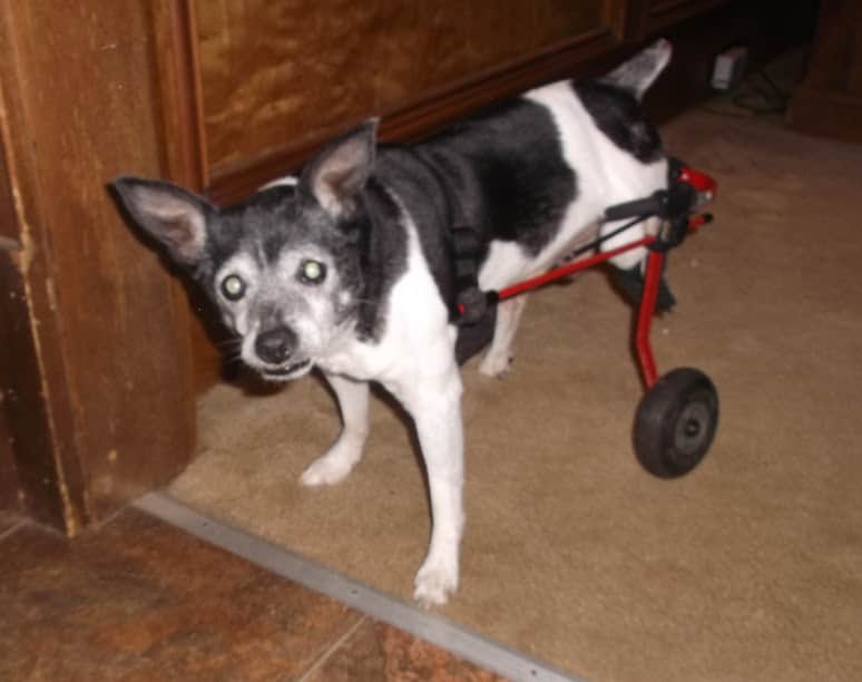 xs red dog wheelchair