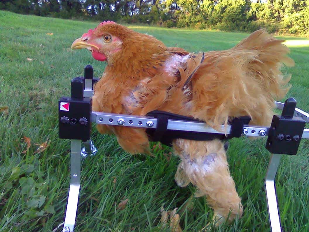 Wheelchair for Chicken