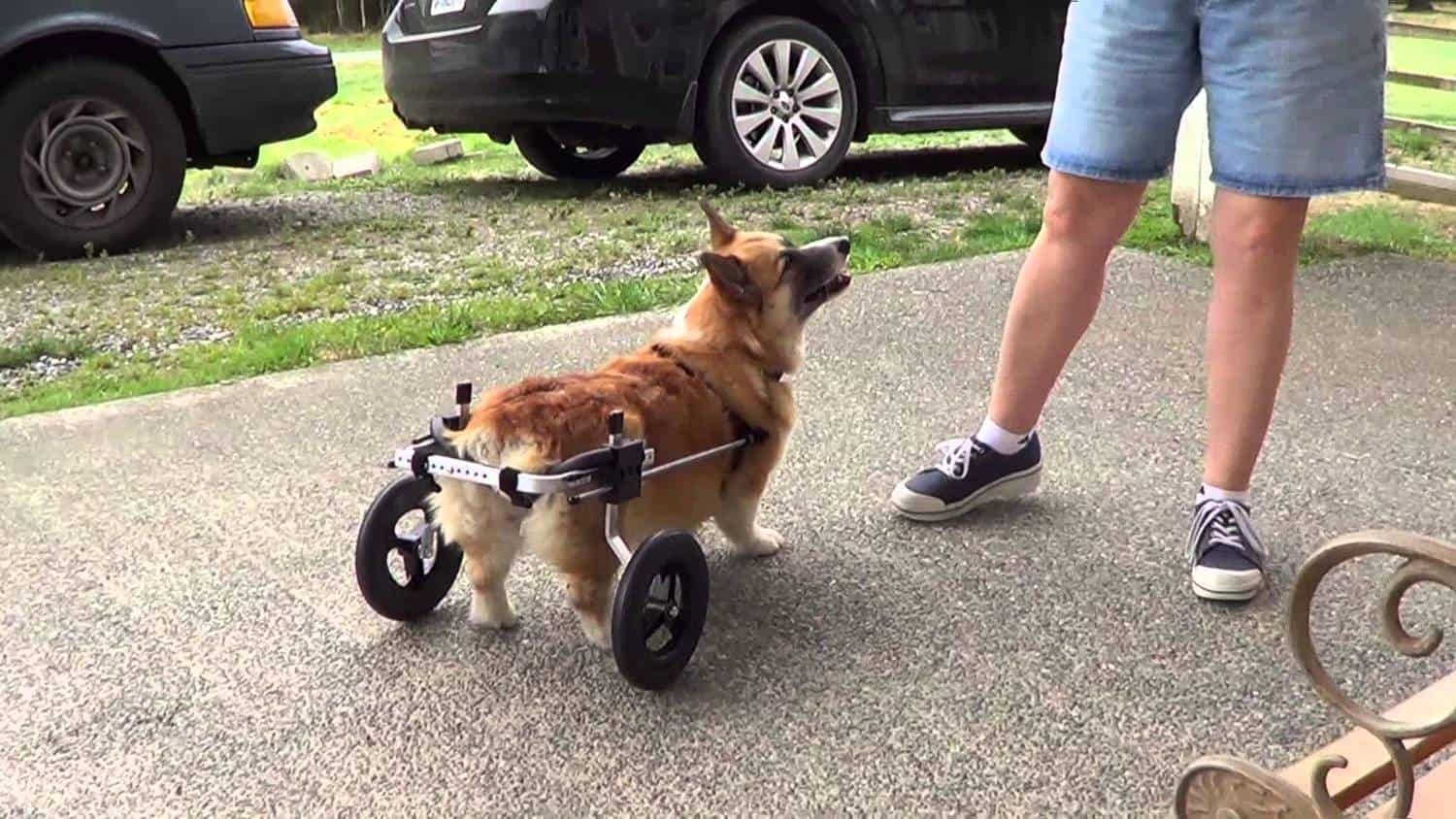large corgi dog wheelchair