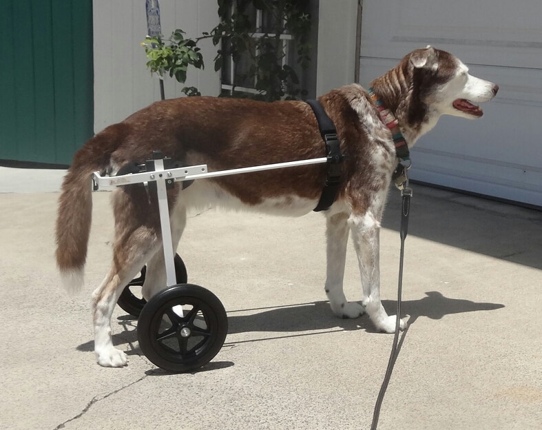 Australian Shepherd medium large dog wheelchair