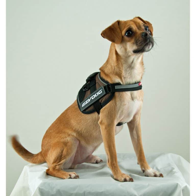 EzyDog Convert harness for front amputee