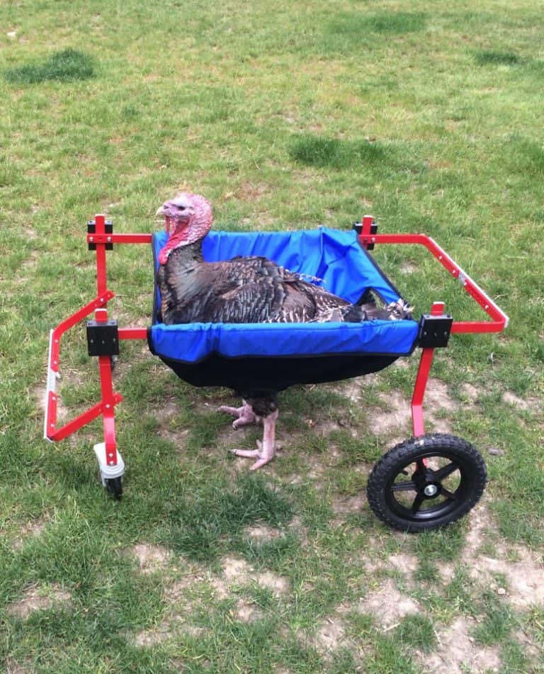 turkey wheelchair