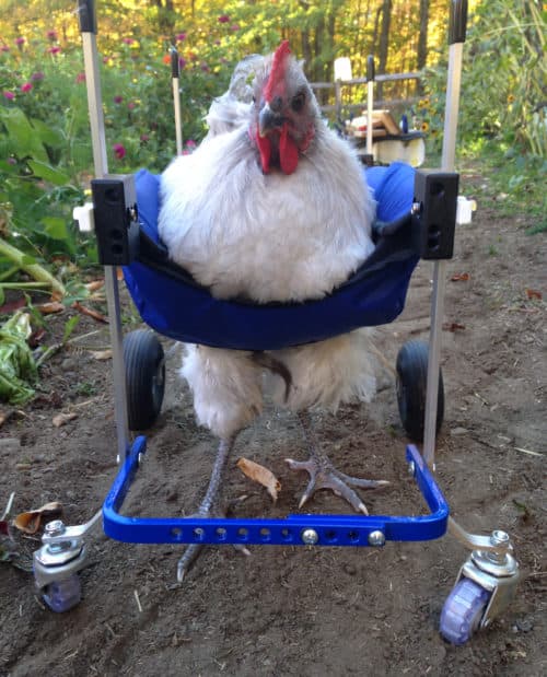 Chicken Wheelchair