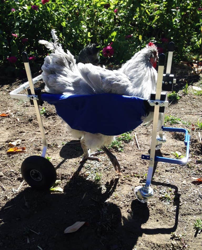 Blue wheelchair for chicken