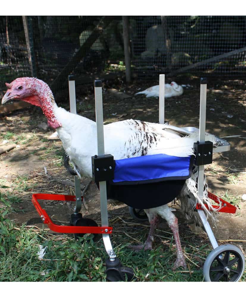 wheelchair for turkey