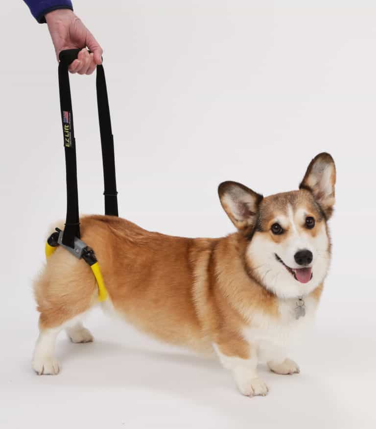 EZ Lift Dog Support Harness Sling Corgi