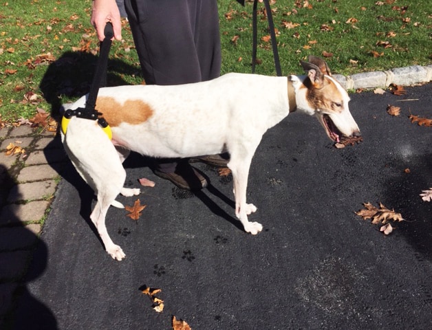 EZ Lift dog harness sling for Greyhound