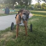 Boxer large dog wheelchair for back legs