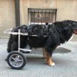 Bernese mountain dog large wheelchair