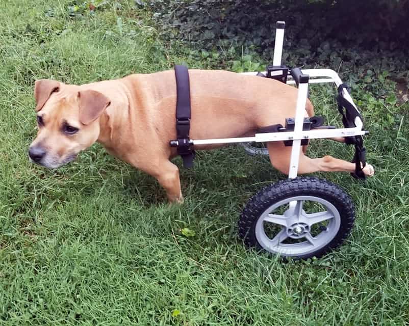white large dog wheelchair