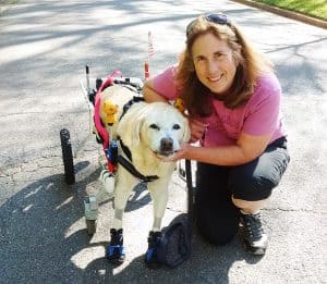lab refurbished large full support dog wheelchair