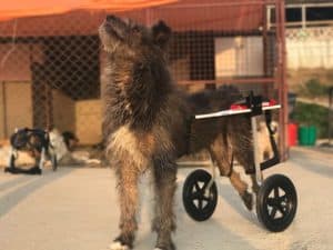 Donated Dog Wheelchair to Nepal