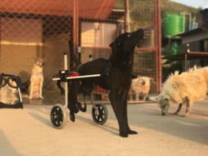 Sneha's Care Nepal Donated Dog Wheelchair