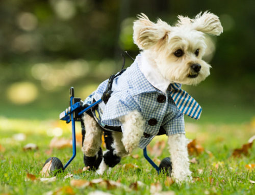 Dog Wheelchairs vs. Handheld Slings: Which is Right for My Pet?