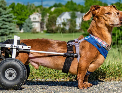 3 Common Mobility Issues in Small Dogs