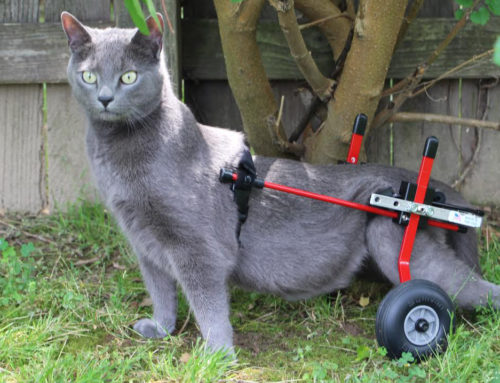Giving Your Kitty a New Lease on Life with a Cat Wheelchair