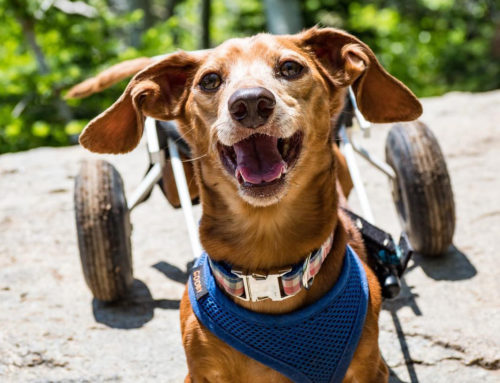 How to Tell If Your Paralyzed Dog is Happy