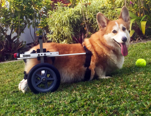 Doggie Wheelchair Success Stories: Daisy Mei and Joseph