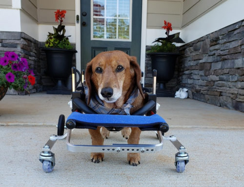 How Can I Keep My Senior Dog Active and Mobile?