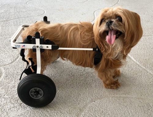Doggie Wheelchair Success Stories: Sammi