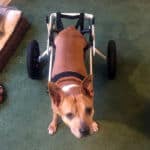 Pitt Bull Dog Wheelchair