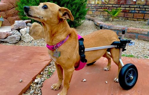 Dog with weak hind legs using a pet wheelchair