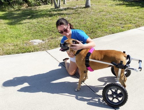 How to Choose The BEST Dog Wheelchair in 2022