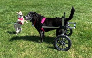 Dog with hind legs shaking and trembling using pet wheelchair