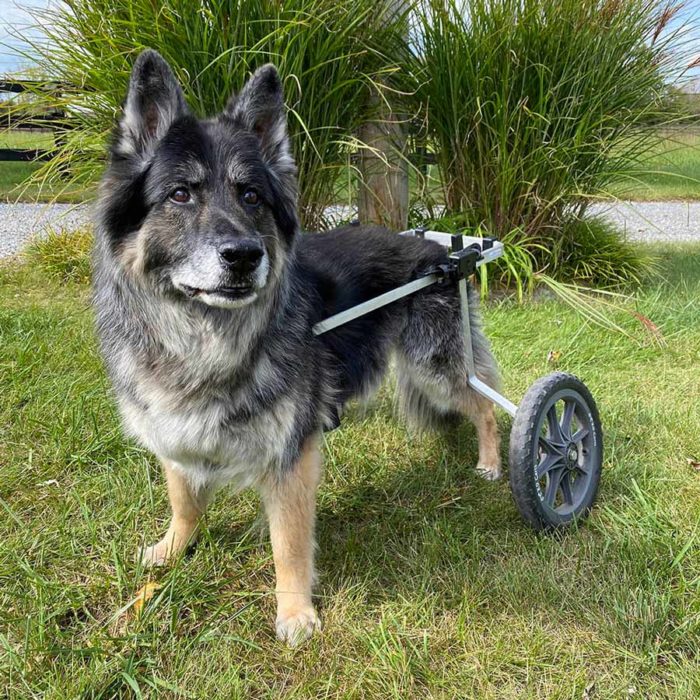 shepherd in rear support wheelchair