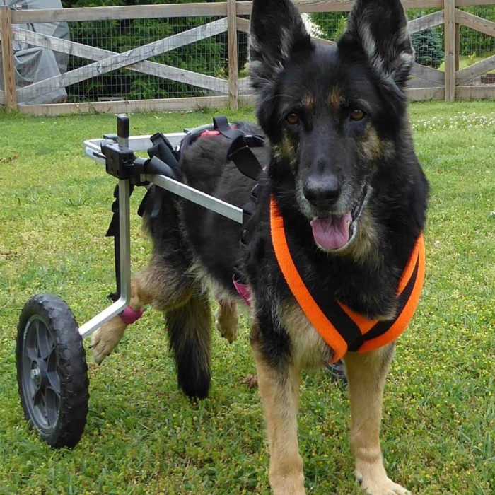 Shepherd in med-large rear support wheelchair