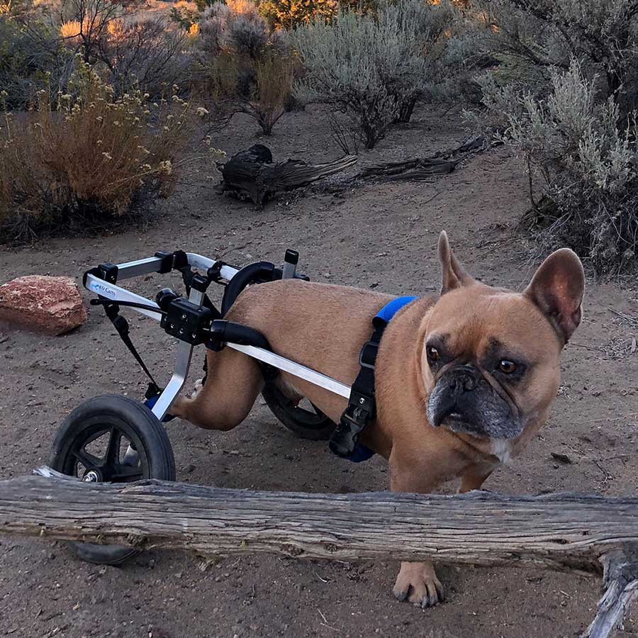 Frech Bulldog in med-small Rear Support Wheelchair