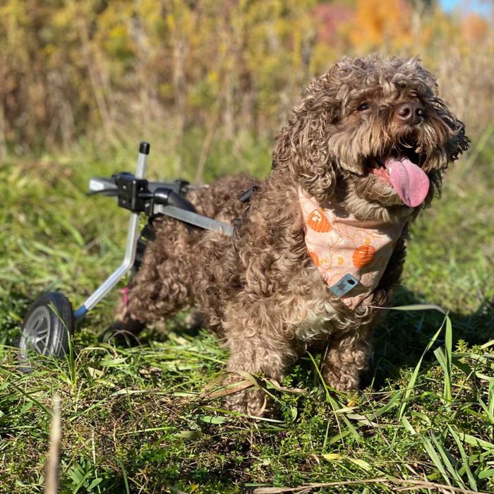 small terrier in rear support wheelchair