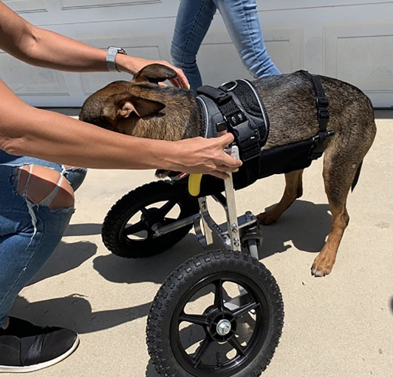 Dog Wheelchair for Front Legs K9 Carts