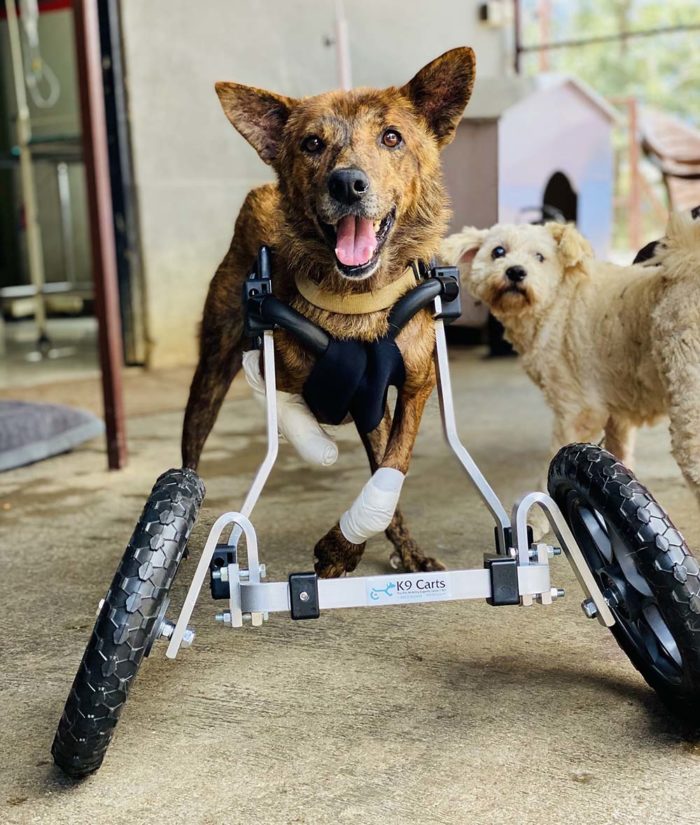 Dog Wheelchair for Front Legs