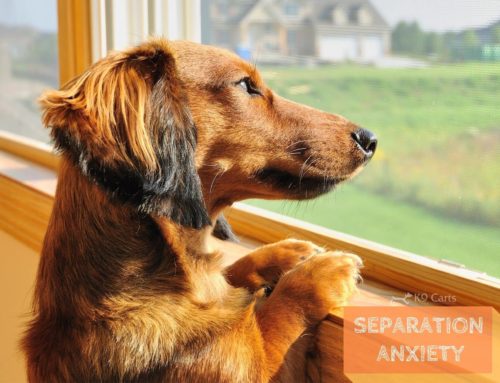 How to Deal with Separation Anxiety in Dogs Post COVID-19