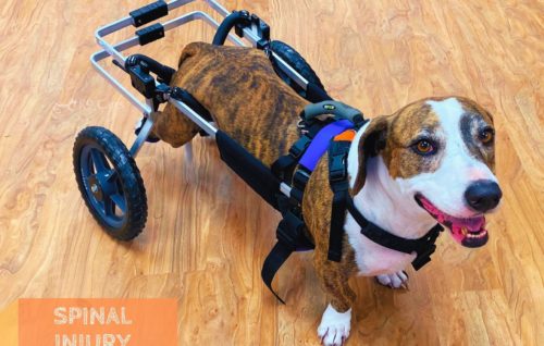 Dog with a spinal injury