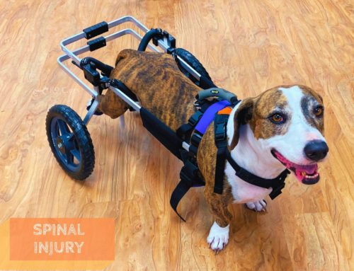 Spinal Injury in Dogs: Symptoms, Causes, Treatment, Recovery