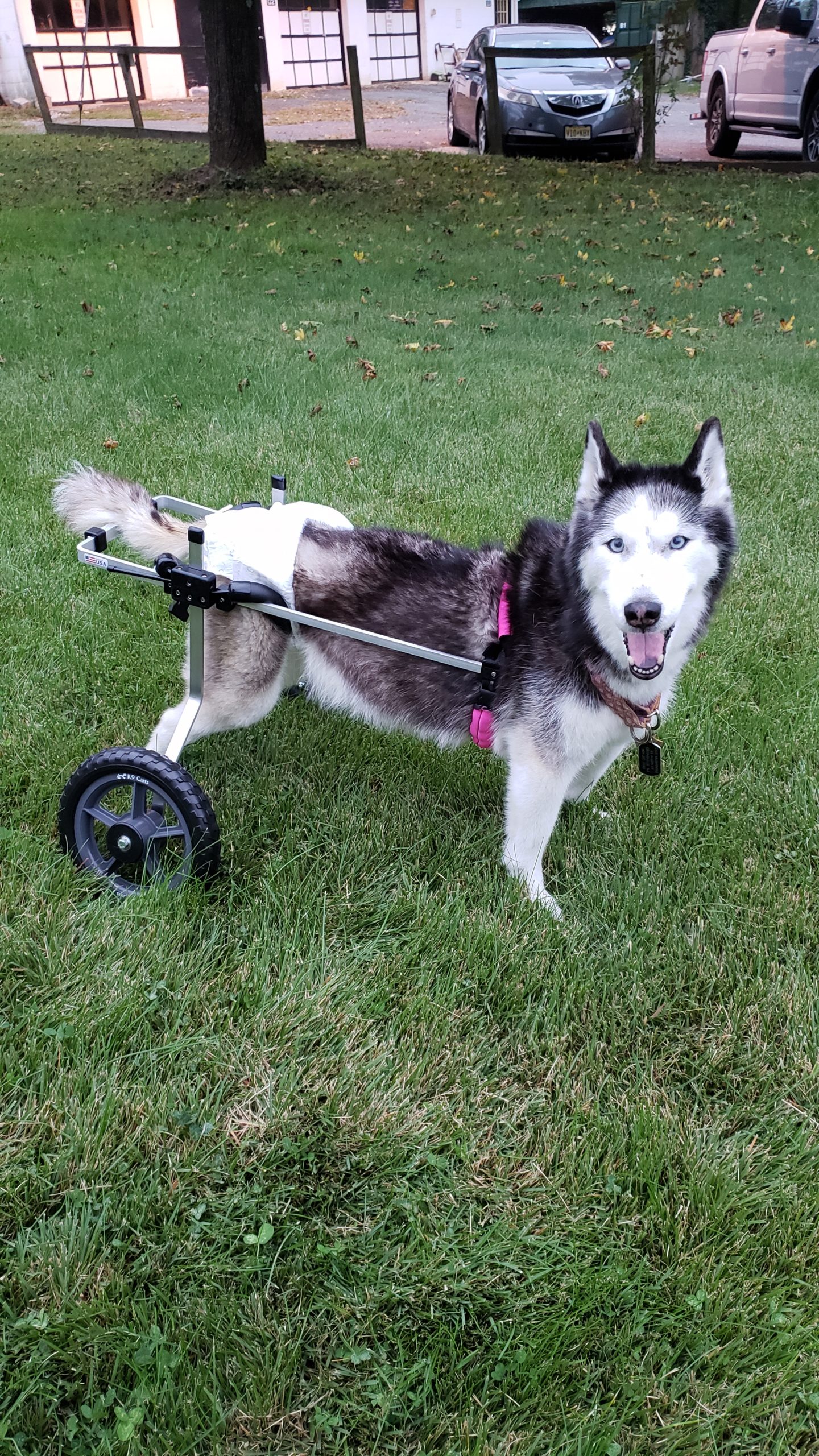 photo contribution for Rear Support Dog Wheelchair