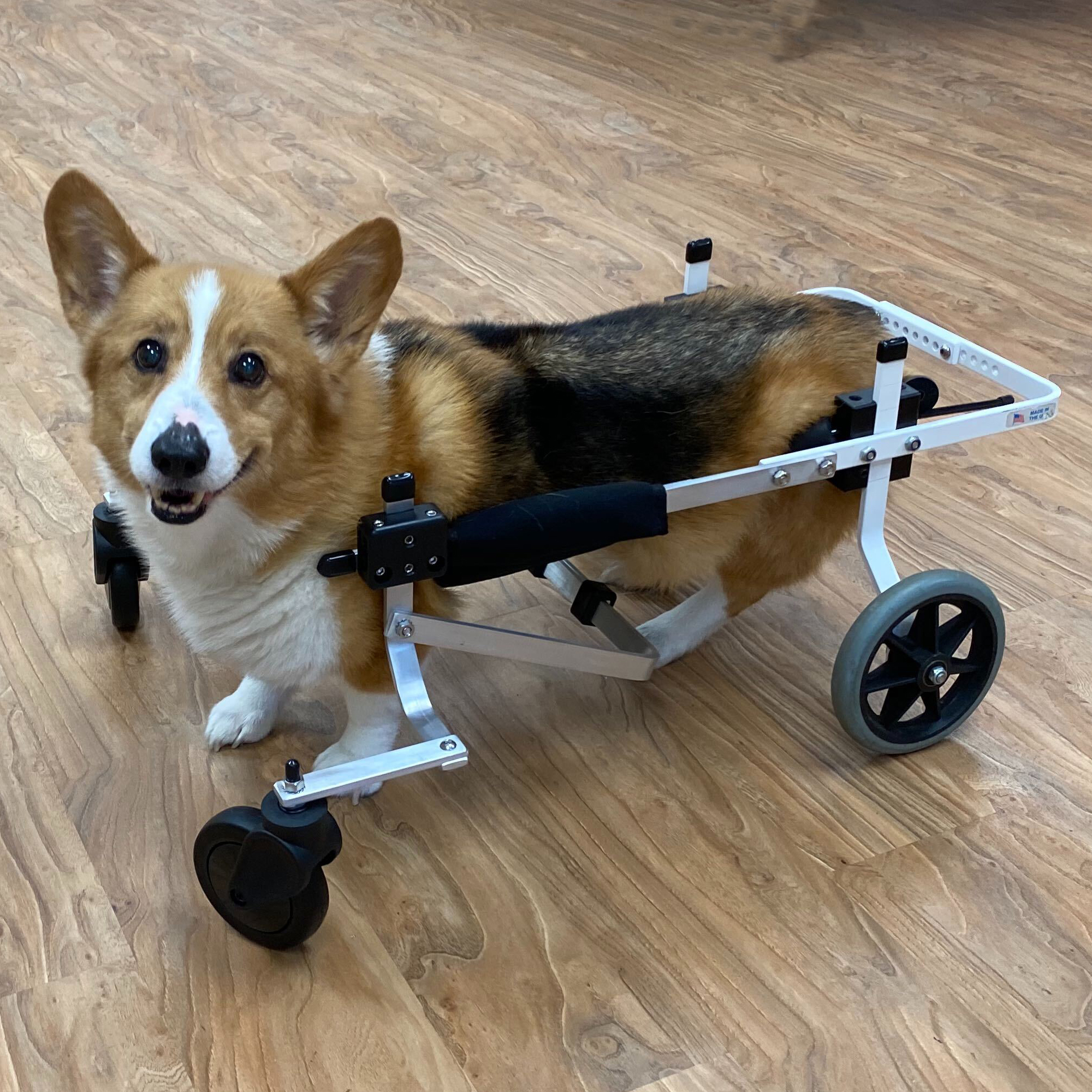 Pet Wheelchair Measurements for Custom-Fitted K9 Carts