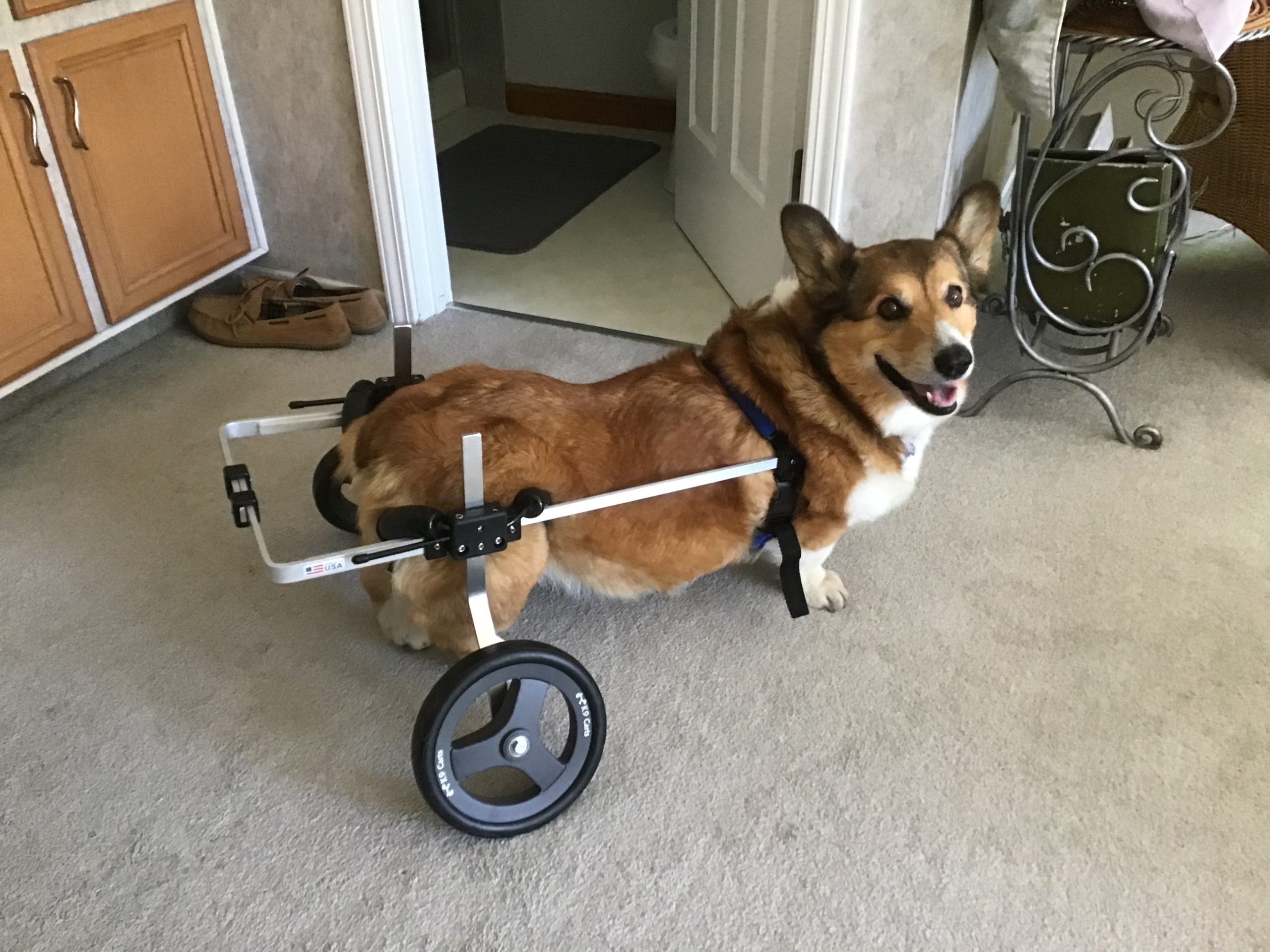 Dog Wheelchair for Back Legs - Rear Support - K9 Carts