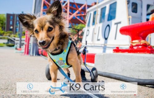 How Much Does a Dog Wheelchair Cost