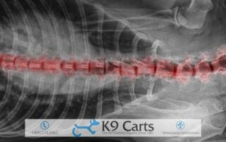 xray of canine spondylosis in dog