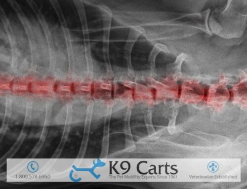 Spondylosis in Dogs: Definition, Causes, and Treatment Options
